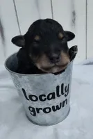 Shadow F1 mini Aussiedoodle, a male Miniature Aussiedoodle for sale in Springfield, AR – 1 of 6