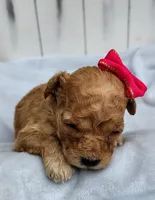 Sugar F1B mini goldendoodle, a female Miniature Goldendoodle for sale in Springfield, AR – 2 of 4
