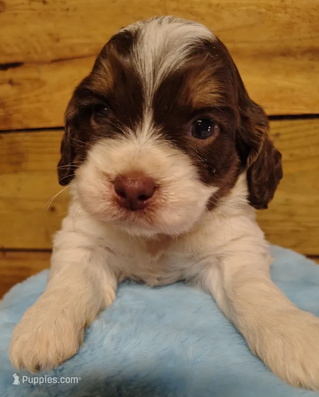Leo F1 Mini Sproodle – Springer Doodle puppy for sale in Springfield, AR