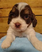 Leo F1 Mini Sproodle, a male Springer Doodle for sale in Springfield, AR – 1 of 3