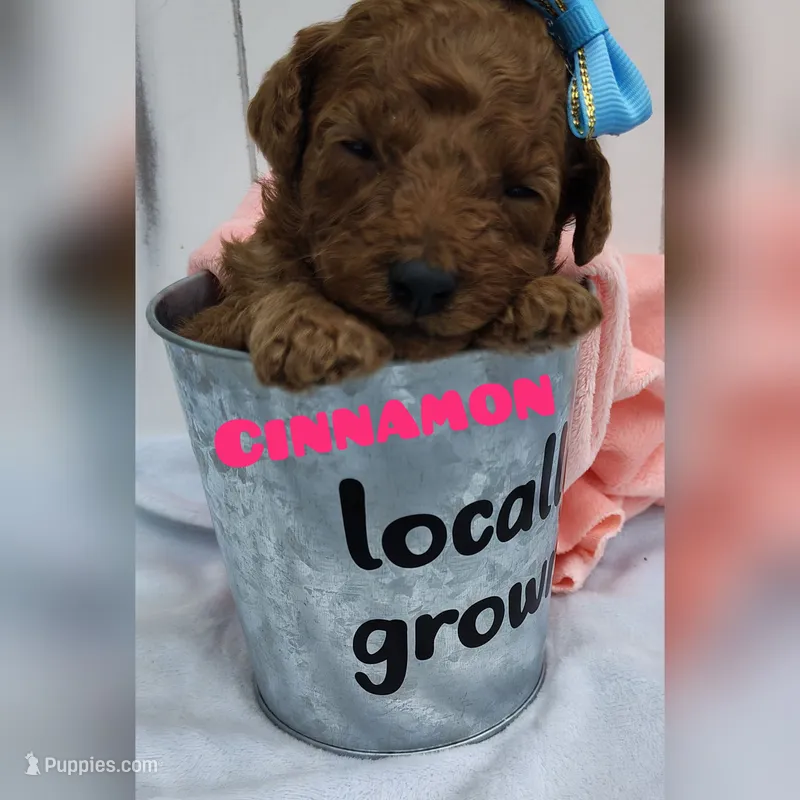 Cinnamon F1B mini goldendoodle – Miniature Goldendoodle puppy for sale in Springfield, AR
