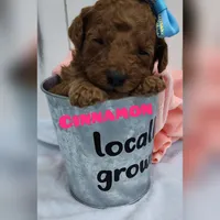 Cinnamon F1B mini goldendoodle, a female Miniature Goldendoodle for sale in Springfield, AR – 1 of 5