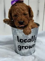 Joy F1B mini goldendoodle, a female Miniature Goldendoodle for sale in Springfield, AR – 3 of 6