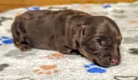 Freedom F1b Toy Aussiedoodle, a female Aussiedoodle for sale in Springfield, AR – 3 of 3