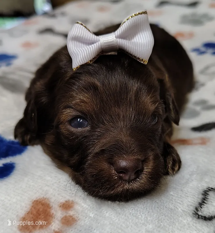 Brownie F1 mini Aussiedoodle – Miniature Aussiedoodle puppy for sale in Springfield, AR