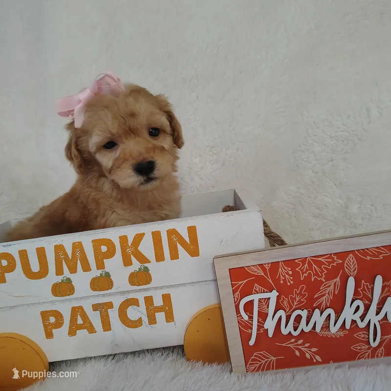 Navy F1B mini goldendoodle – Miniature Goldendoodle puppy for sale in Springfield, AR
