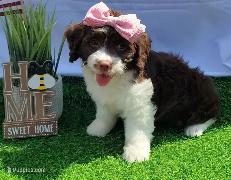 Kate F1 Sproodle – Springer Doodle puppy for sale in Springfield, AR