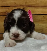 Kate F1 Sproodle, a female Springer Doodle for sale in Springfield, AR – 3 of 3