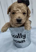 Elsie F1B mini goldendoodle, a female Miniature Goldendoodle for sale in Springfield, AR – 5 of 5