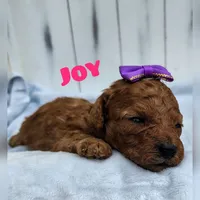 Joy F1B mini goldendoodle, a female Miniature Goldendoodle for sale in Springfield, AR – 1 of 6
