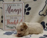 Peanut F1 cavapoo, a male Cavapoo for sale in Springfield, AR – 1 of 4