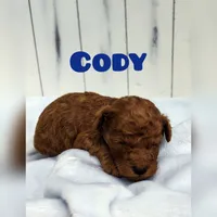 Cody f1b mini goldendoodle, a male Miniature Goldendoodle for sale in Springfield, AR – 1 of 5