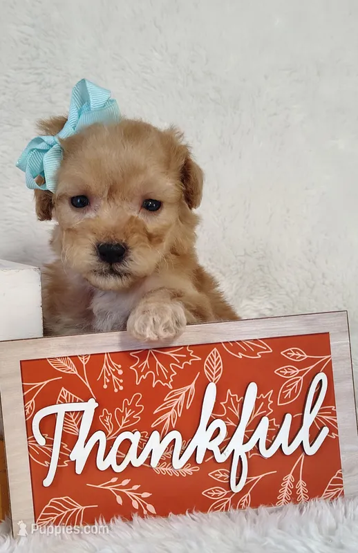 Sugar F1B mini goldendoodle – Miniature Goldendoodle puppy for sale in Springfield, AR