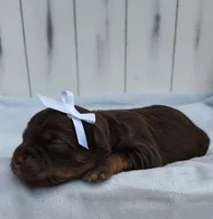 Brownie F1 mini Aussiedoodle, a female Miniature Aussiedoodle for sale in Springfield, AR – 3 of 6