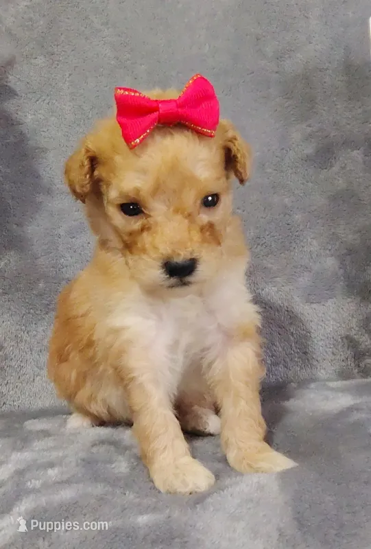 Sugar F1B mini goldendoodle – Miniature Goldendoodle puppy for sale in Springfield, AR