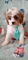 Trevor F1 Cavapoo , a male Cavapoo for sale in Springfield, AR – 4 of 10