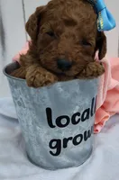 Cinnamon F1B mini goldendoodle, a female Miniature Goldendoodle for sale in Springfield, AR – 5 of 5