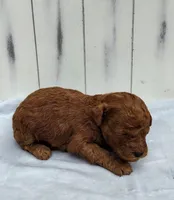 Cody f1b mini goldendoodle, a male Miniature Goldendoodle for sale in Springfield, AR – 4 of 5