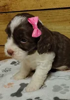 Kate F1 Sproodle, a female Springer Doodle for sale in Springfield, AR – 2 of 3