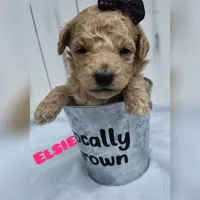 Elsie F1B mini goldendoodle, a female Miniature Goldendoodle for sale in Springfield, AR – 1 of 5