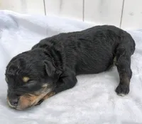 Shadow F1 mini Aussiedoodle, a male Miniature Aussiedoodle for sale in Springfield, AR – 3 of 6