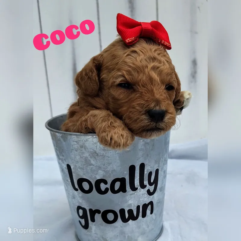 Coco F1B mini goldendoodle – Miniature Goldendoodle puppy for sale in Springfield, AR
