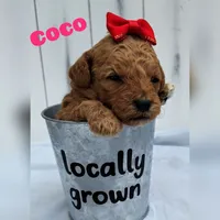 Coco F1B mini goldendoodle, a female Miniature Goldendoodle for sale in Springfield, AR – 1 of 4
