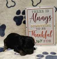 Midnight F1 cavapoo, a female Cavapoo for sale in Springfield, AR – 3 of 5