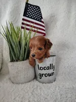 Kaunti "Ka" F1 Cockapoo, a male Cavapoo for sale in Springfield, AR – Photo 2 of 3