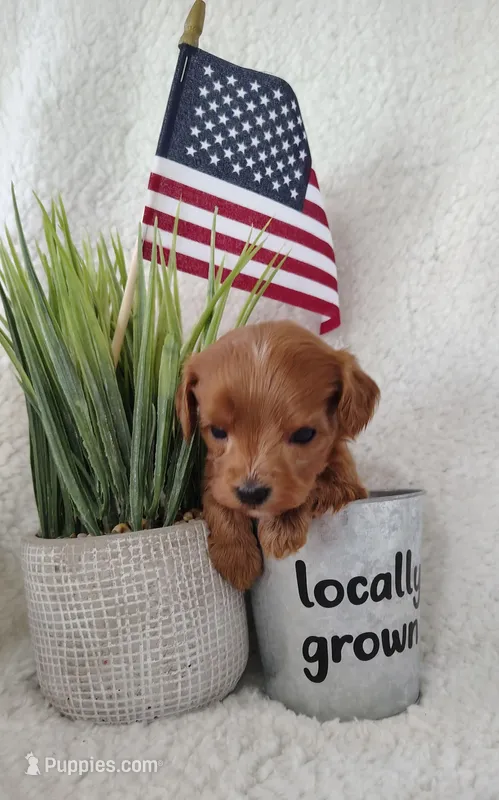 Kaunti "Ka" F1 Cockapoo – Cavapoo puppy for sale in Springfield, AR