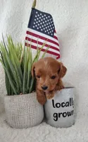 Kaunti "Ka" F1 Cockapoo, a male Cavapoo for sale in Springfield, AR – Photo 1 of 3