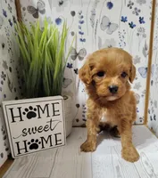 Kaunti "Ka" F1 Cavapoo, a male Cavapoo for sale in Springfield, AR – Photo 2 of 6