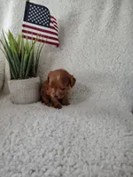 Kaunti "Ka" F1 Cockapoo, a male Cavapoo for sale in Springfield, AR – Photo 3 of 3