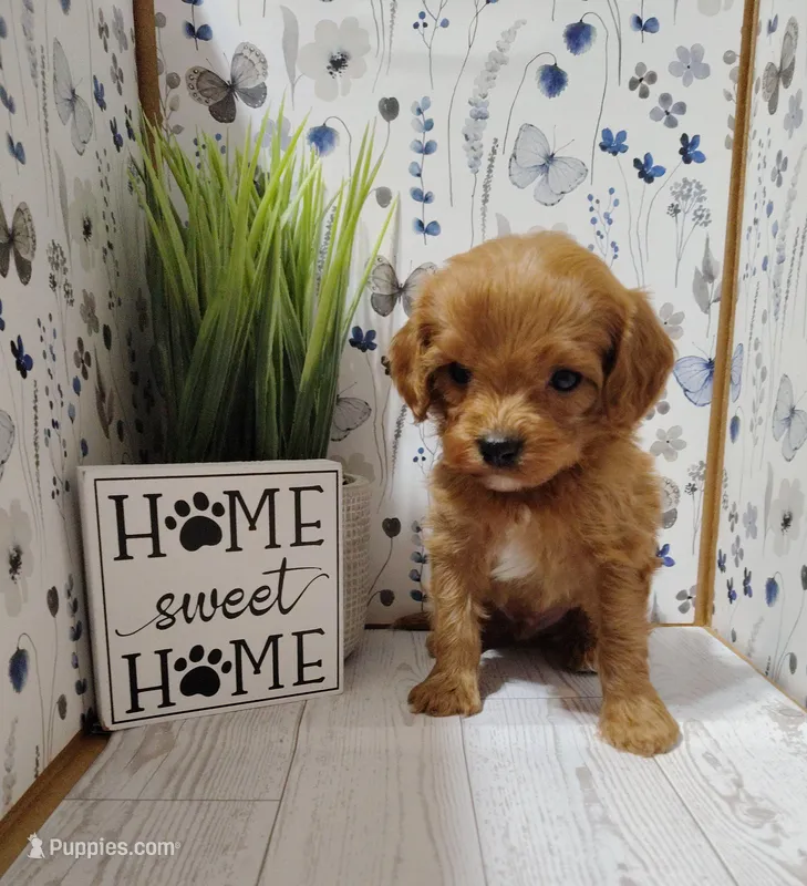 Kaunti "Ka" F1 Cavapoo – Cavapoo puppy for sale in Springfield, AR