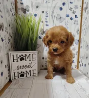 Kaunti "Ka" F1 Cavapoo, a male Cavapoo for sale in Springfield, AR – Photo 1 of 6
