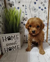 Kaunti "Ka" F1 Cavapoo, a male Cavapoo for sale in Springfield, AR – Photo 3 of 6
