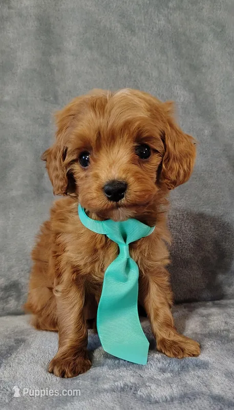 Kaunti "Ka" F1 Cavapoo – Cavapoo puppy for sale in Springfield, AR