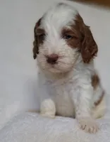 processed/20012ced-c8be-46b5-ad45-e70cc4697db5/listing/ff4cb646-9362-4617-86e1-a3a21ea7e5af/048197eb-472a-41f0-9799-f3c529e424d3