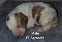 processed/20012ced-c8be-46b5-ad45-e70cc4697db5/listing/ff4cb646-9362-4617-86e1-a3a21ea7e5af/a1f444e3-4ab1-4be2-952f-770f96e0107b