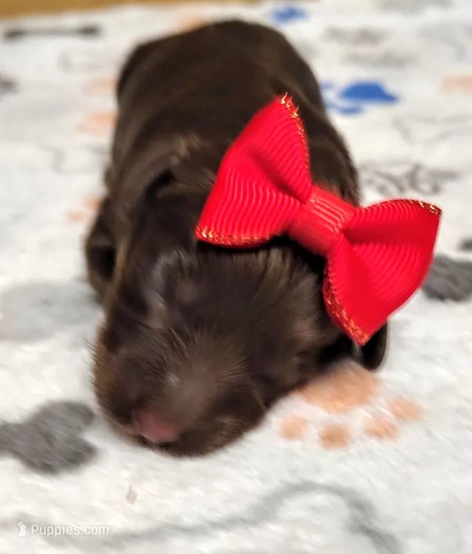 Freedom F1b Toy Aussiedoodle – Aussiedoodle puppy on hold in Springfield, AR