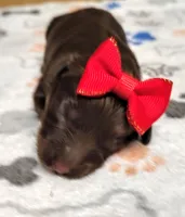 Freedom F1b Toy Aussiedoodle, a female Aussiedoodle for sale in Springfield, AR – 1 of 3