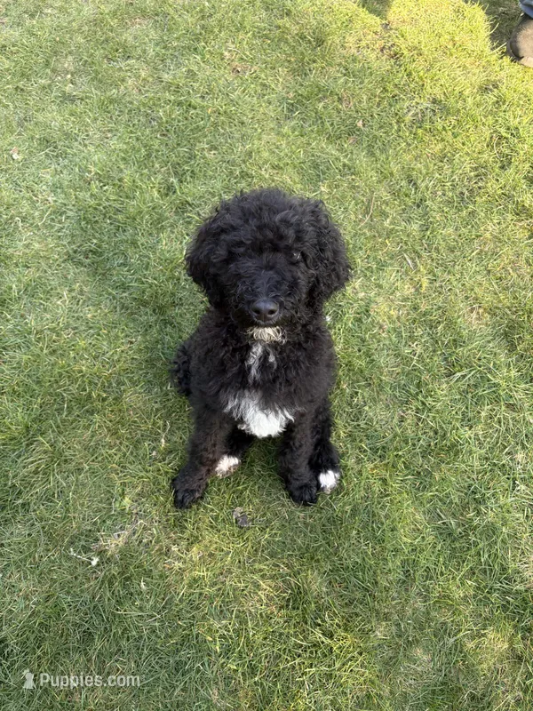 Oreo, a female Poodle - Standard  for sale in Belfair, WA – Photo 1 of 1