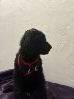 Black panther, a female Poodle - Standard  for sale in Belfair, WA – Photo 2 of 2