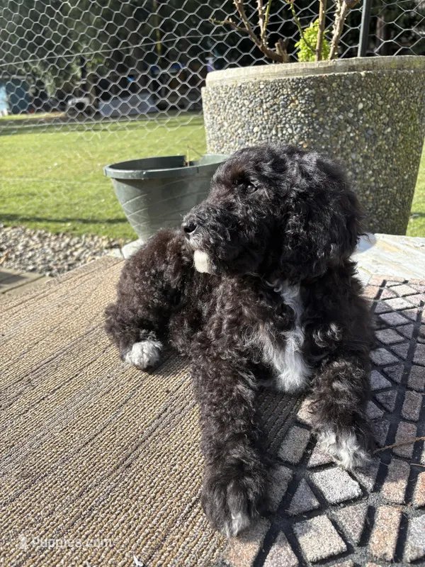 Teddy bear, a female Poodle - Standard  for sale in Belfair, WA – Photo 1 of 1
