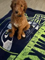 Cinnamon, a female Poodle - Standard  for sale in Belfair, WA – Photo 2 of 2