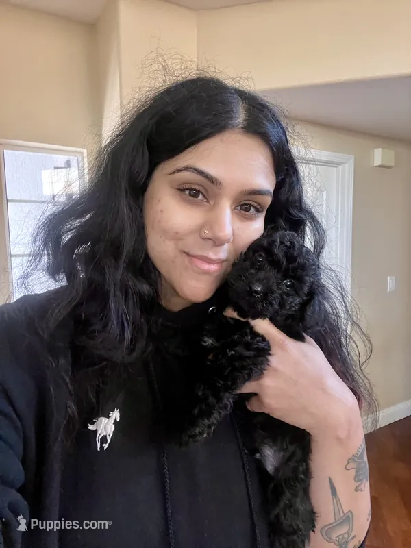 Angel – Maltipoo, Miniature Labradoodle puppy for sale in Brentwood, CA