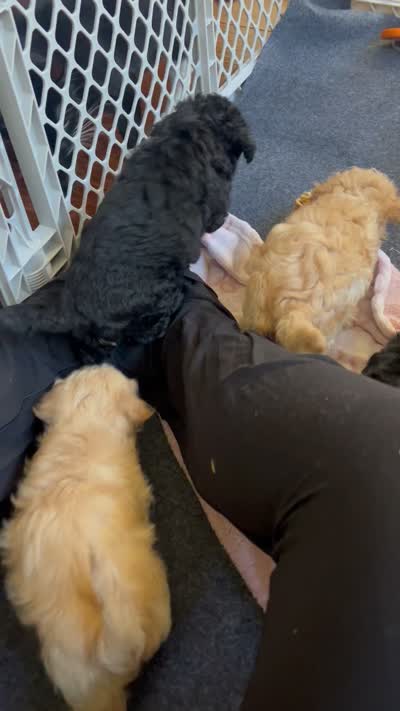 Angel, a male Maltipoo and Miniature Labradoodle for sale in Brentwood, CA – 3 of 3