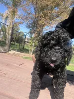 Angel, a male Maltipoo and Miniature Labradoodle for sale in Brentwood, CA – 2 of 3