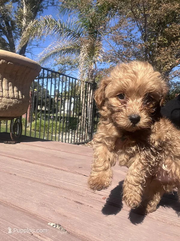 Peanut – Maltipoo, Miniature Labradoodle puppy for sale in Brentwood, CA