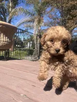 Peanut, a male Maltipoo and Miniature Labradoodle for sale in Brentwood, CA – 1 of 1